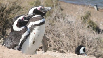 HALDE PINGOUINS GAYS.jpg