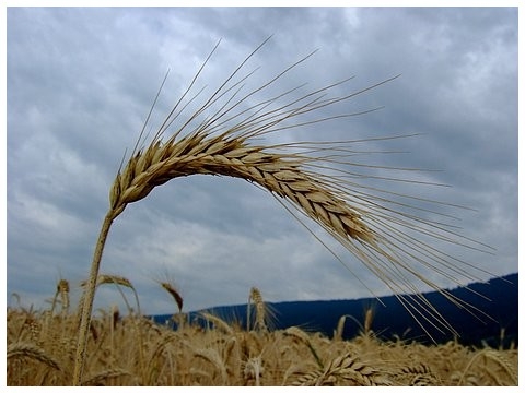 agriculture_avec_les_centres_d_initiatives_pour_valoriser_l_agriculture_et_le_milieu_rural_civam_une_agriculture_vivante_et_solidaire_est_possible.jpg