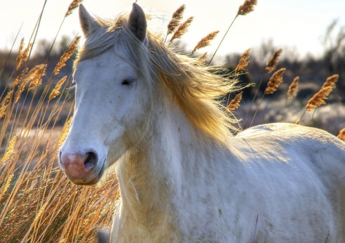 camargue le cheval camargue.jpg