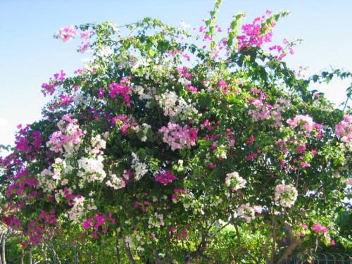 BOUGAINVILLEES.JPG