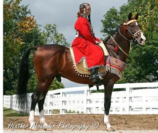 Akhal_Teke_Stallion_-_Goklen.jpg