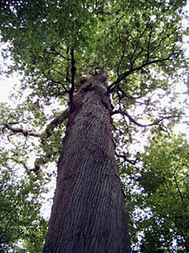 1-Un-Guisard-chêne-5-fois-centenaire-de-la-forêt-du-Nouvion-225x300.jpg