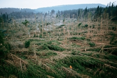 TEMPETE 1999 VOSGES.jpg