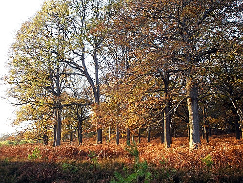 2-La-forêt-domaniale-de-Rambouillet.jpg