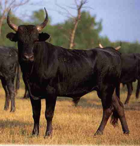 FOLCO TAUREAU CAMARGUAIS.jpg