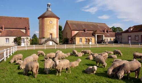 3-Les-mérinos-de-la-Bergerie-Nationale.jpg