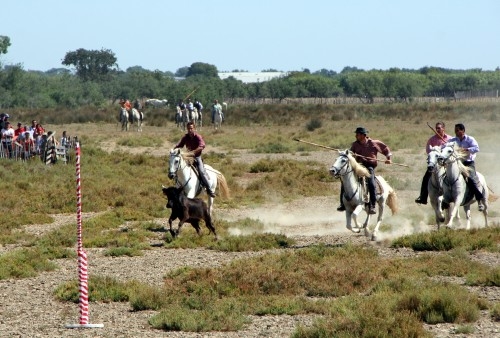 camargue trident.jpg