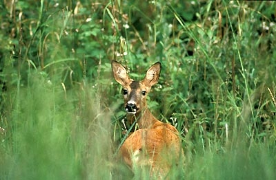 fontainebleau foret.jpg