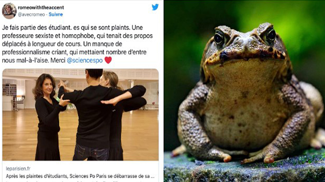 Le crapaudbuffle femelle et l’enseignante prof de danse…. JE SUIS FRANÇAIS